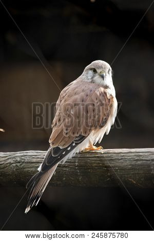 The Nankeen Australian Kestrel Is Standing On A Perch