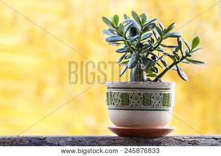 Clay Pot Of Crassular Ovata , Green Jade Succulent Plants , Lucky Plant Or Money Tree On Yellow Back