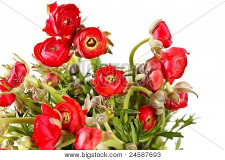 Ranuncolo rosso