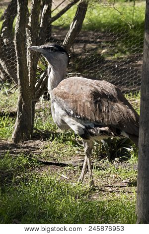 This Is A Side View Of An Australian Bustard