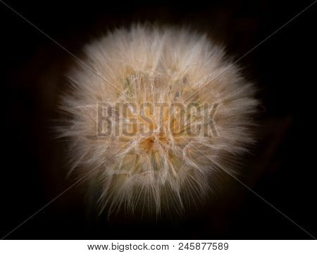 Dandelion Flower Head Against Black Background Tragopogon, Also Known As Goatsbeard Or Salsify