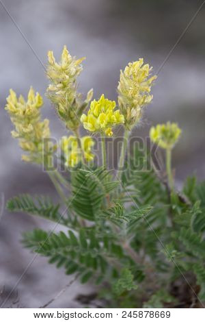 White Locoweed Oxytropis Pilosa On Chalk Groun In Ukraine Steppe Donetsk Region
