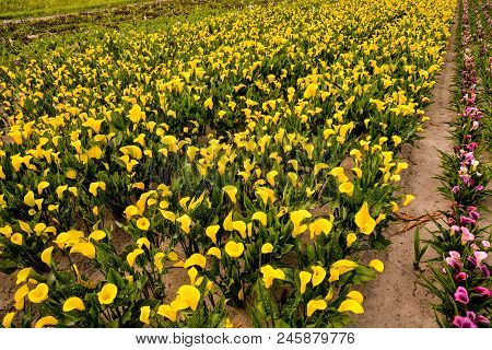 Photo Picture Of Calla Flower Colored Garden Field Cultivation