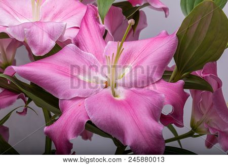 Close-up Of Pink Liles Flowers.  Common Names For Species In This Genus Include Fairy Lily Rainflowe