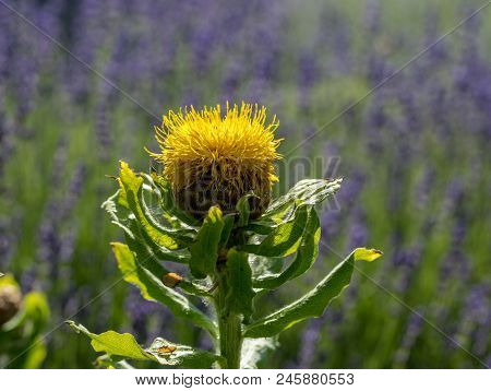 Blooming Yellow Star-thistle Flowers On Lavender Field Background