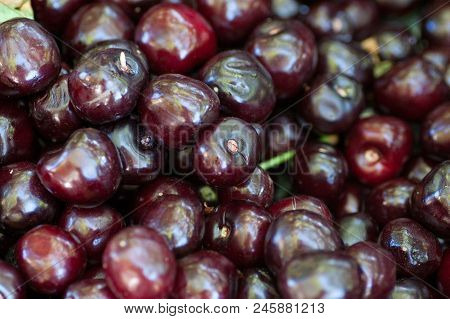 Set Of Ripe Dark Red Bird-cherry Background