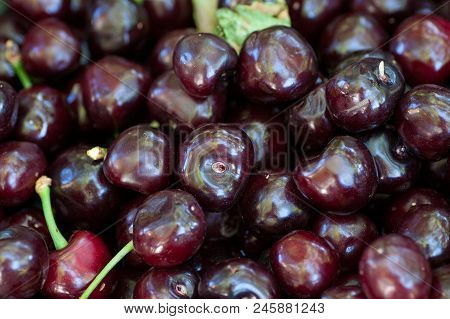 Set Of Ripe Dark Red Bird-cherry Background