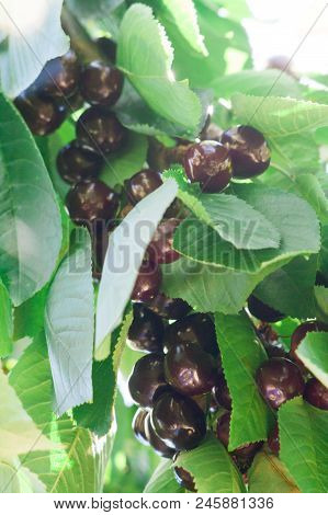 Ripe Red Delicious Useful Cherry On A Tree In The Summer. Useful Dietary Fruits With Vitamins For He