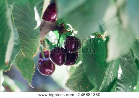 Ripe Red Delicious Useful Cherry On A Tree In The Summer. Useful Dietary Fruits With Vitamins For He