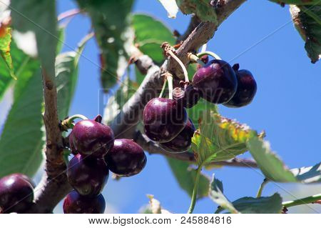 Ripe Red Delicious Useful Cherry On A Tree In The Summer. Useful Dietary Fruits With Vitamins For He