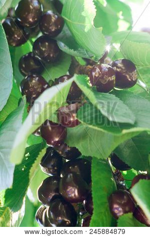 Ripe Red Delicious Useful Cherry On A Tree In The Summer. Useful Dietary Fruits With Vitamins For He