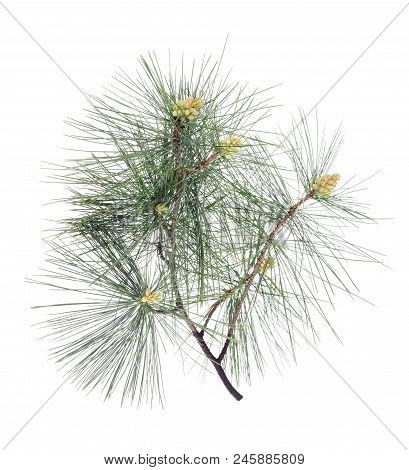 Swiss Stone Pine Branch Isolated On White