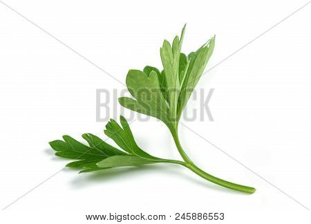 Fresh Parsley Sprigs Isolated On White Background