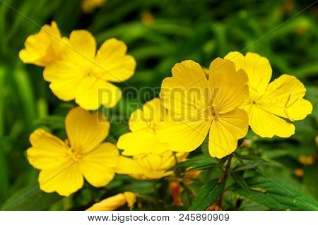 Yellow Beautiful Lunaria Annua - Annual Honesty In Garden. Close-up.