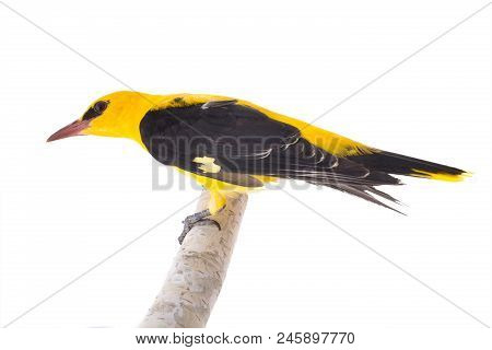Eurasian Golden Oriole (oriolus Oriolus)