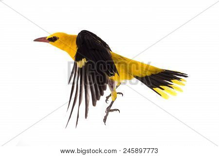 Eurasian Golden Oriole (oriolus Oriolus)