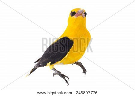 Eurasian Golden Oriole (oriolus Oriolus)