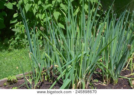 Green Onion Growing On The Vegetables Bed, Outdoor Closeup