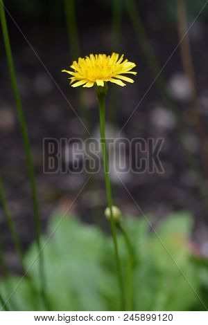 Rough Hawkbit Yellow Flower - Latin Name - Leontodon Hispidus