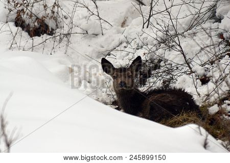 Hungry Young Red Deer In The Snow