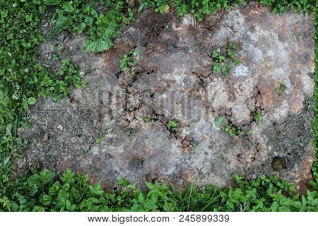 Through The Sheet Of Rusty Iron On The Earth The Green Grass Sprouts