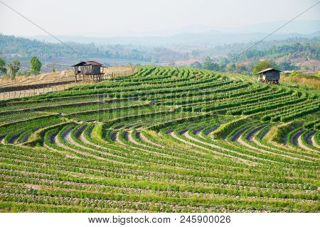 Vegetable Garden Terraces With Cottage On Mountain At Omkoi, Chiang Mai, Thailand.