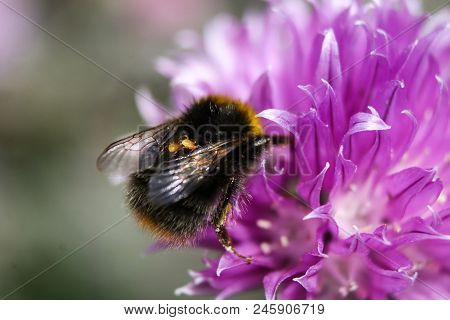 A Tree Bumblebee Infested With Varroa Mites, A Type Of Parasite