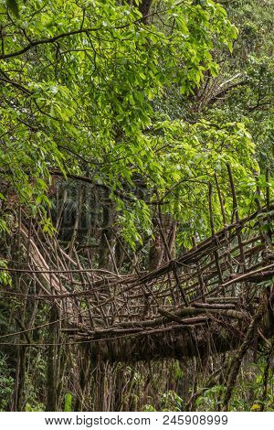 Living roots bridge near Nongriat village, Cherrapunjee, Meghalaya, India. This bridge is formed by training tree roots over years to knit together.