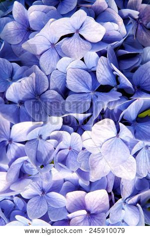 Hydrangea With Blue Petals In Oban, United Kingdom. Hydrangea Flower Blossom. Flora And Nature. Natu