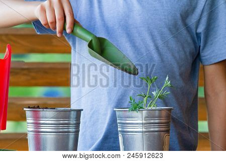 Kid Hands Gardening In Balcony, Terrace In Backyard