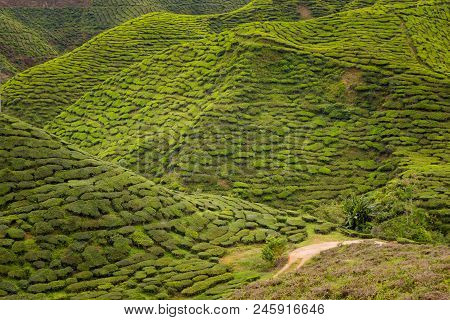 Cameron Highlands Bharat Tea Plantation