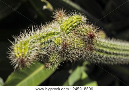 Beautiful Cactus, Full Of Very Large Thorns And Blurred Background