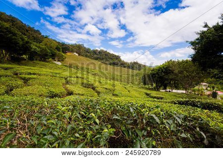 Cameron Highlands Bharat Tea Plantation