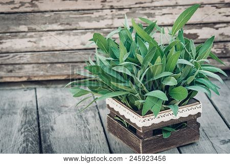Salvia Officinalis. Sage Leaves On Old Wooden Table. Garden Sage. Rustic Wooden Box And Handmade Lac