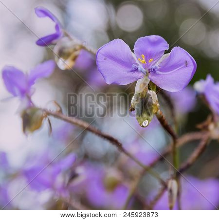 Crested Serpent Sweet Purple Flowers.use For Background