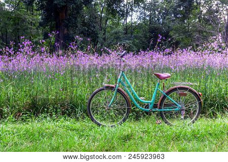 Bike Amidst A Field Of Purple Flowers(crested Serpent Sweet Purple Flowers)