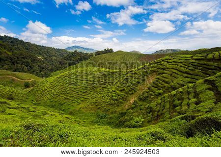 Cameron Highlands Bharat Tea Plantation