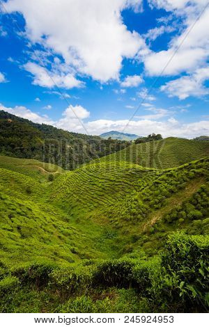 Cameron Highlands Bharat Tea Plantation