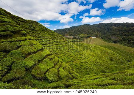Cameron Highlands Bharat Tea Plantation