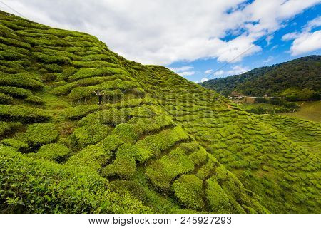 Cameron Highlands Bharat Tea Plantation