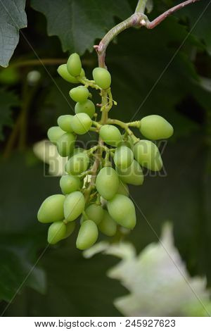 Green Grape As Food Background. The Close-up Of Tasty Natural And Fresh Grapes. Close Up Image Of Yu