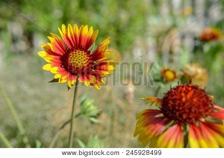 Rudbeckia Hirta 'cappuccino' Aka Black-eyed Susan Yellow, Orange And Red Flower