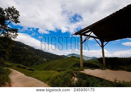 Cameron Highlands Bharat Tea Plantation