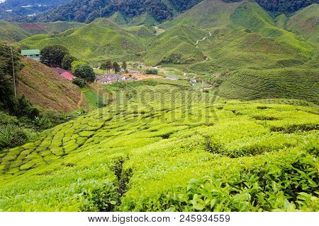 Cameron Highlands Bharat Tea Plantation