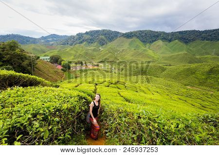 Cameron Highlands Bharat Tea Plantation