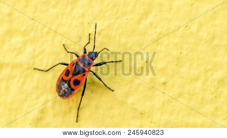 Closeup View Of Firebug Insect (pyrrhocoris Apterus) On Yellow Wall. Macro.