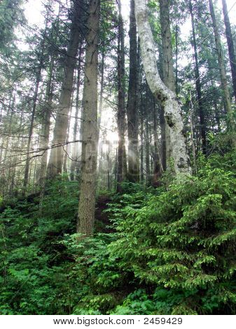 Foresta