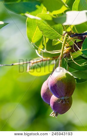 Fresh Juicy Pears On Pear Tree Branch. Organic Pears In Natural Environment. Crop Of Pears In Summer