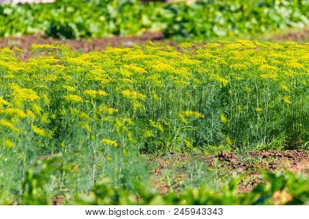 Culinary Dill Growing On Garden Bed In Garden.