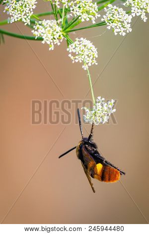 European Hornet, Hornet, Wasp Close Up Photo